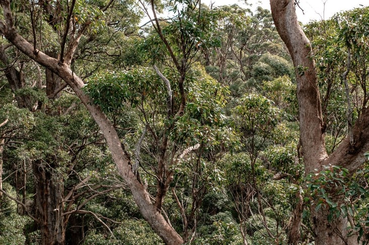 What Is Sustainably Sourced Timber | Sculptform