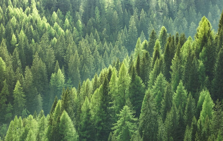 Why Use Sustainable Timber | Sculptform